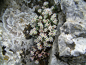 Sedum hispanicum